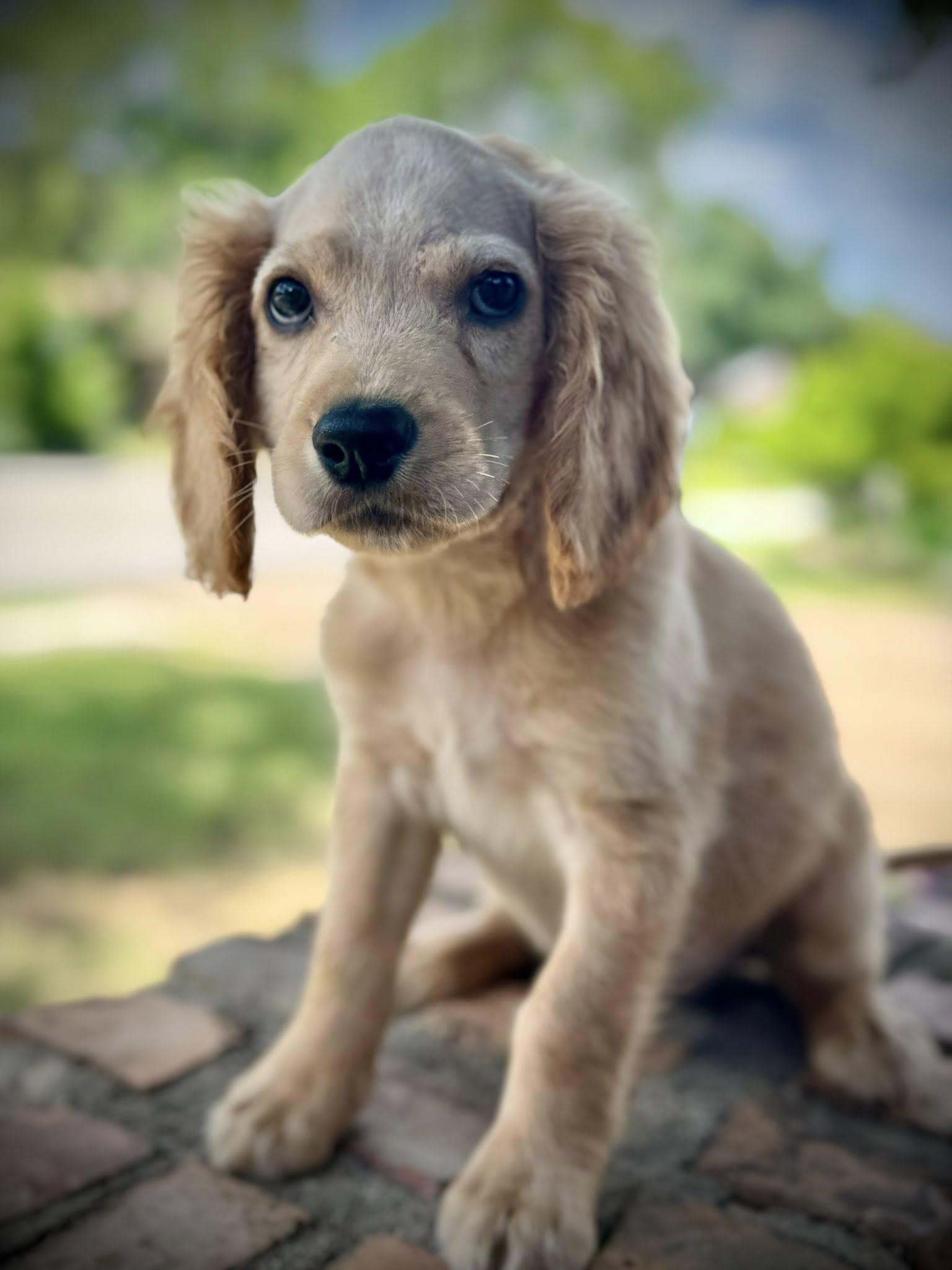 Carter
