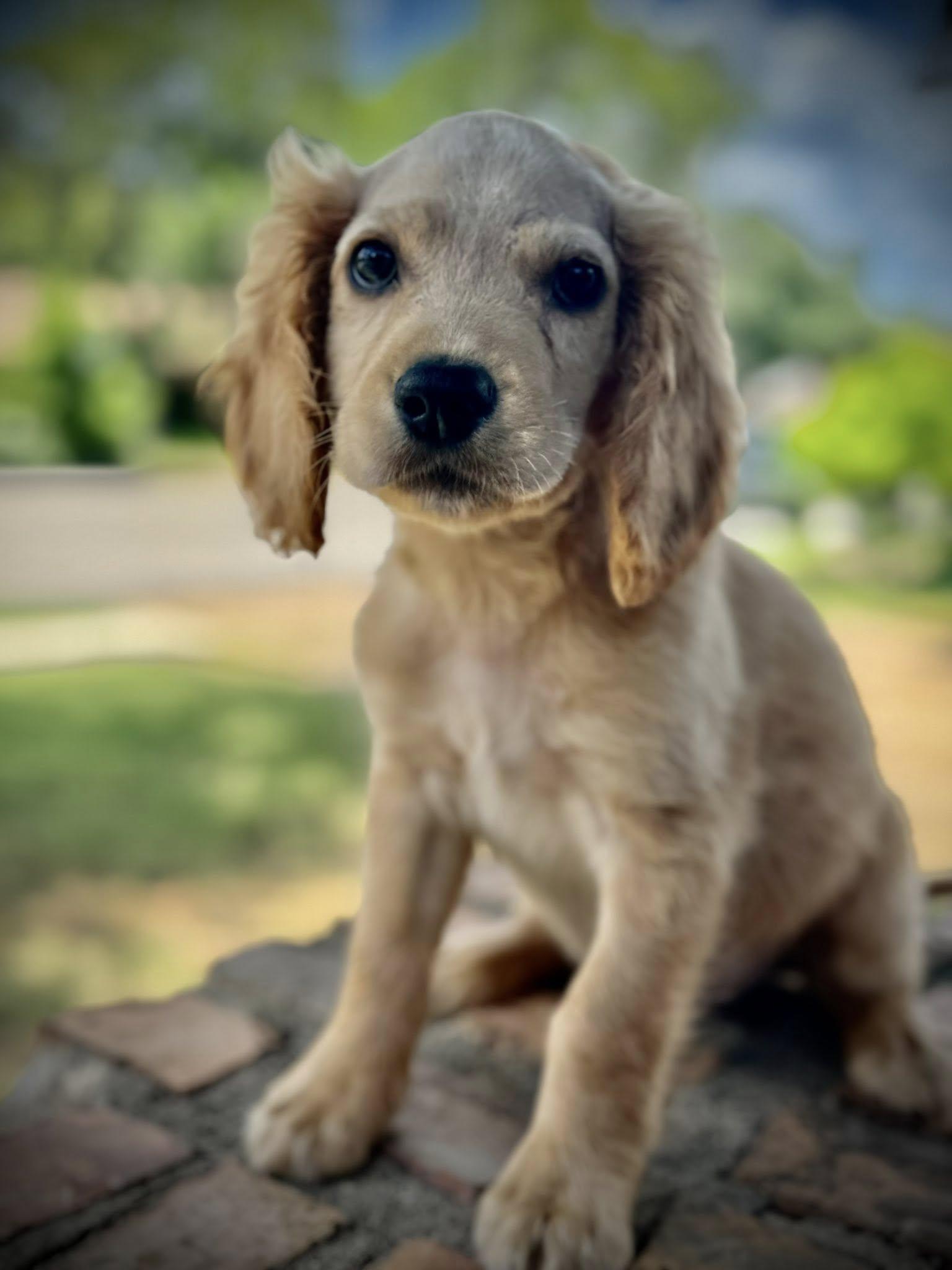 Carter