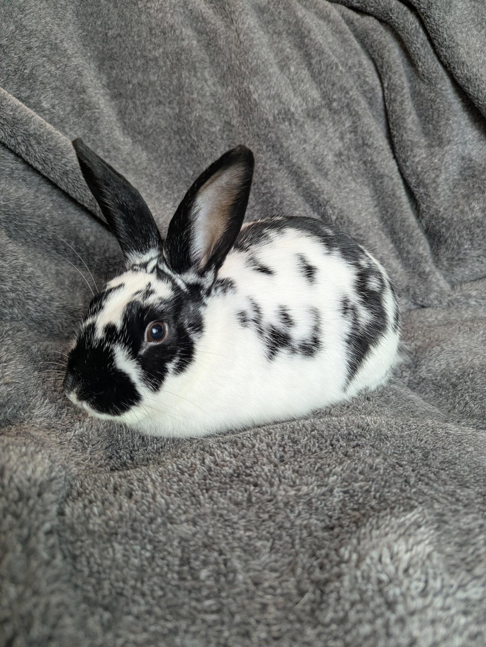 Poppyseed, Adoptable, Young Male English Spot.