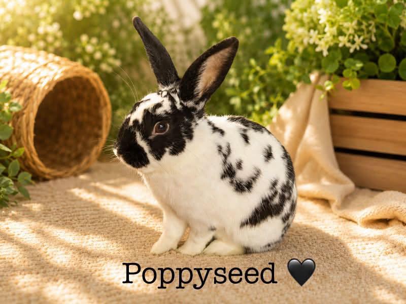 Enlarge Poppyseed, a Adoptable English Spot in Lakeville, MN image 2/3