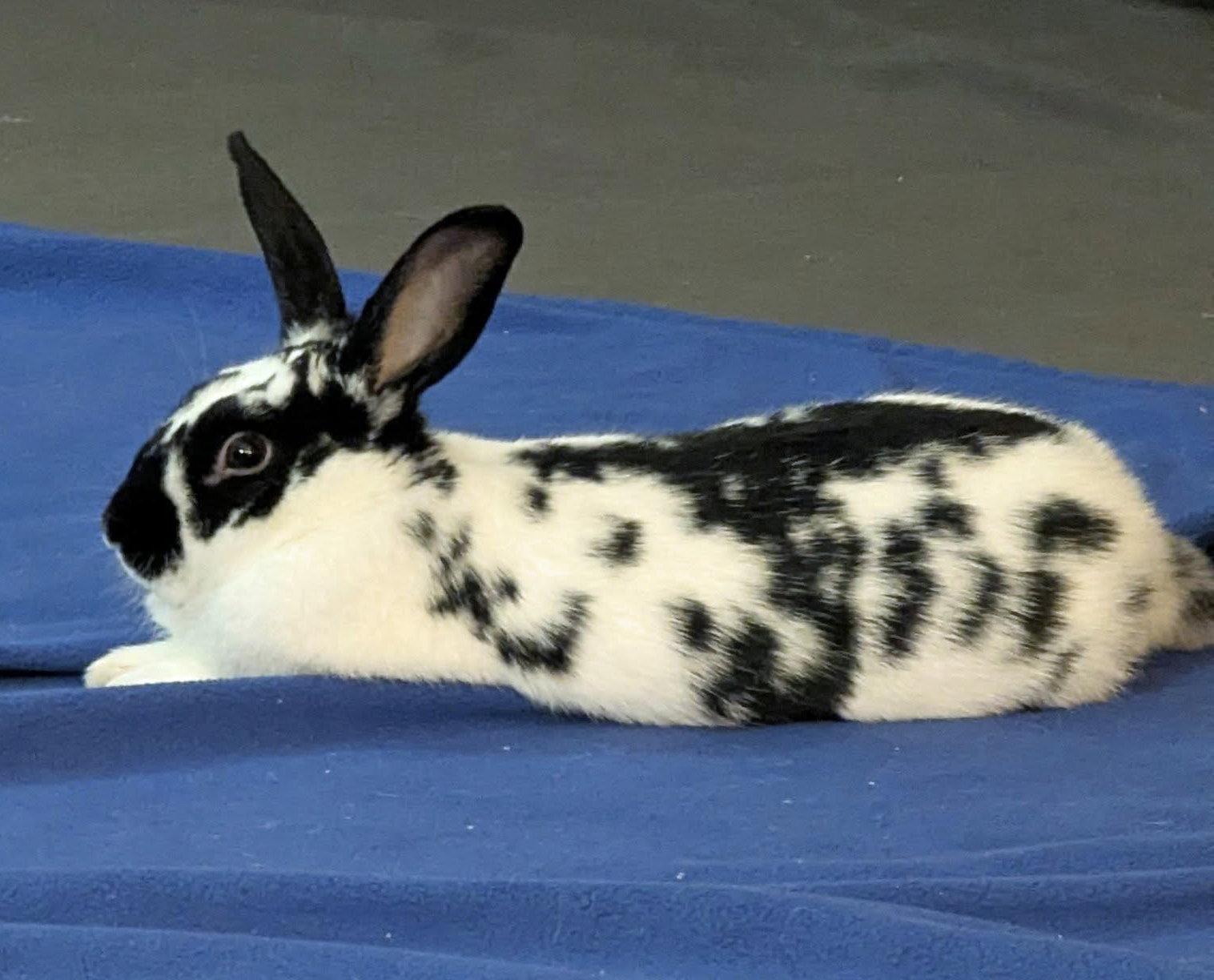 Enlarge Poppyseed, a Adoptable English Spot in Lakeville, MN image 3/3