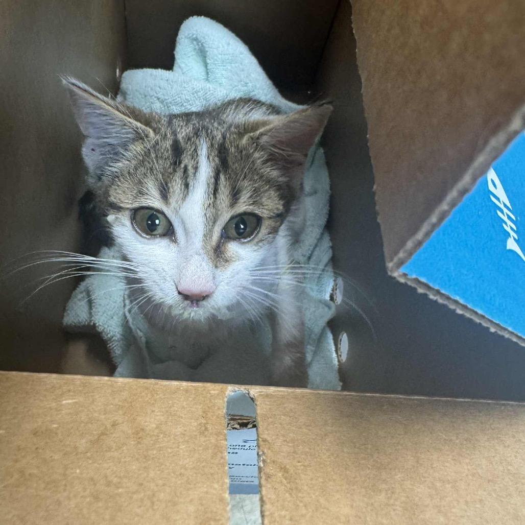 Bibby, Adoptable, Kitten Female Domestic Short Hair.