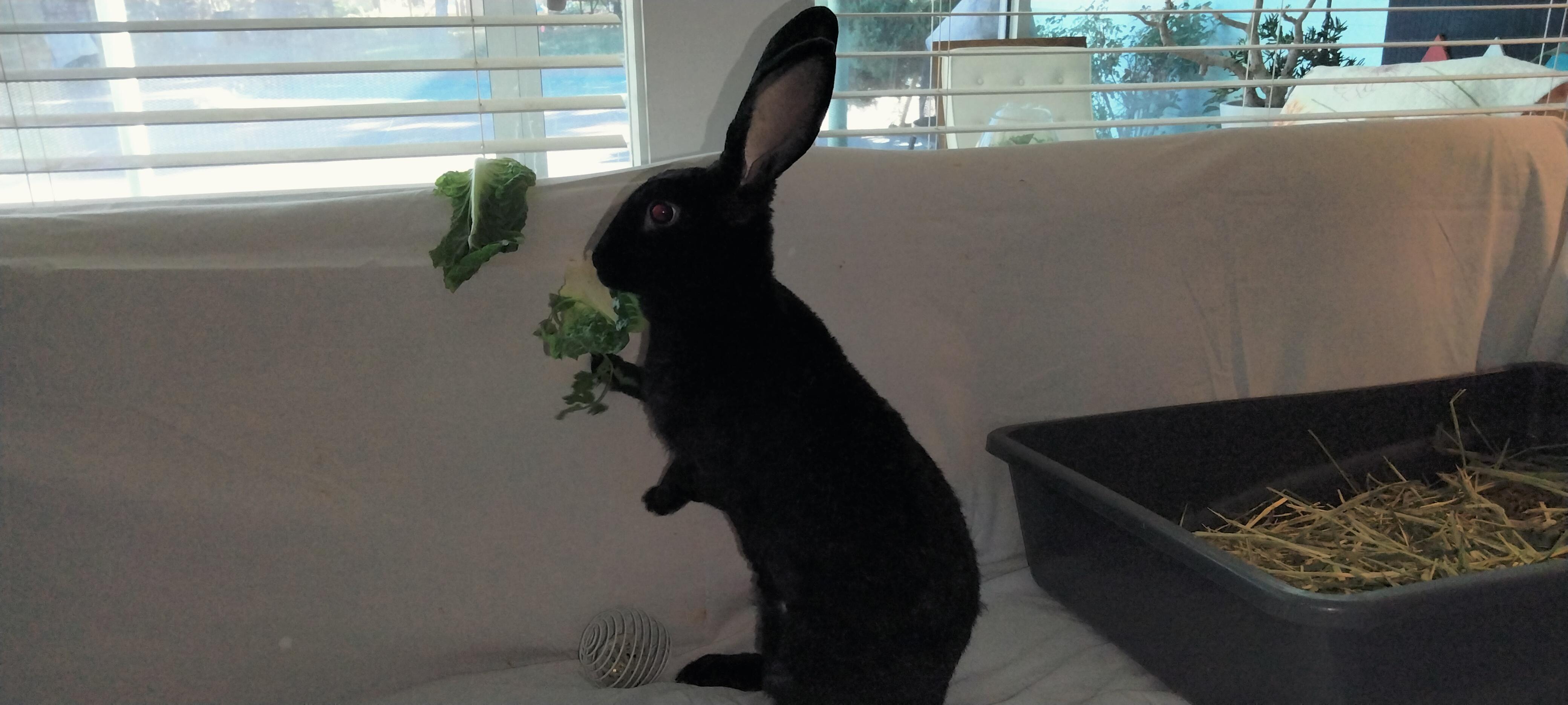 Enlarge Vesper, a Adoptable mixed breed in Albuquerque, NM image 3/6