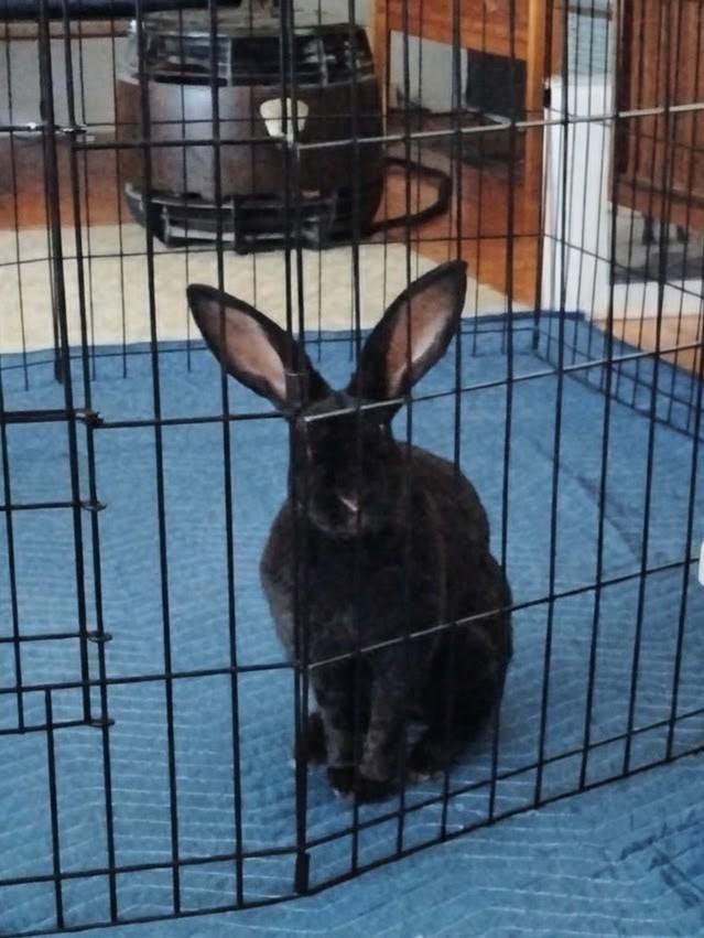 Vesper, Adoptable, Adult Female Bunny Rabbit & Rex.