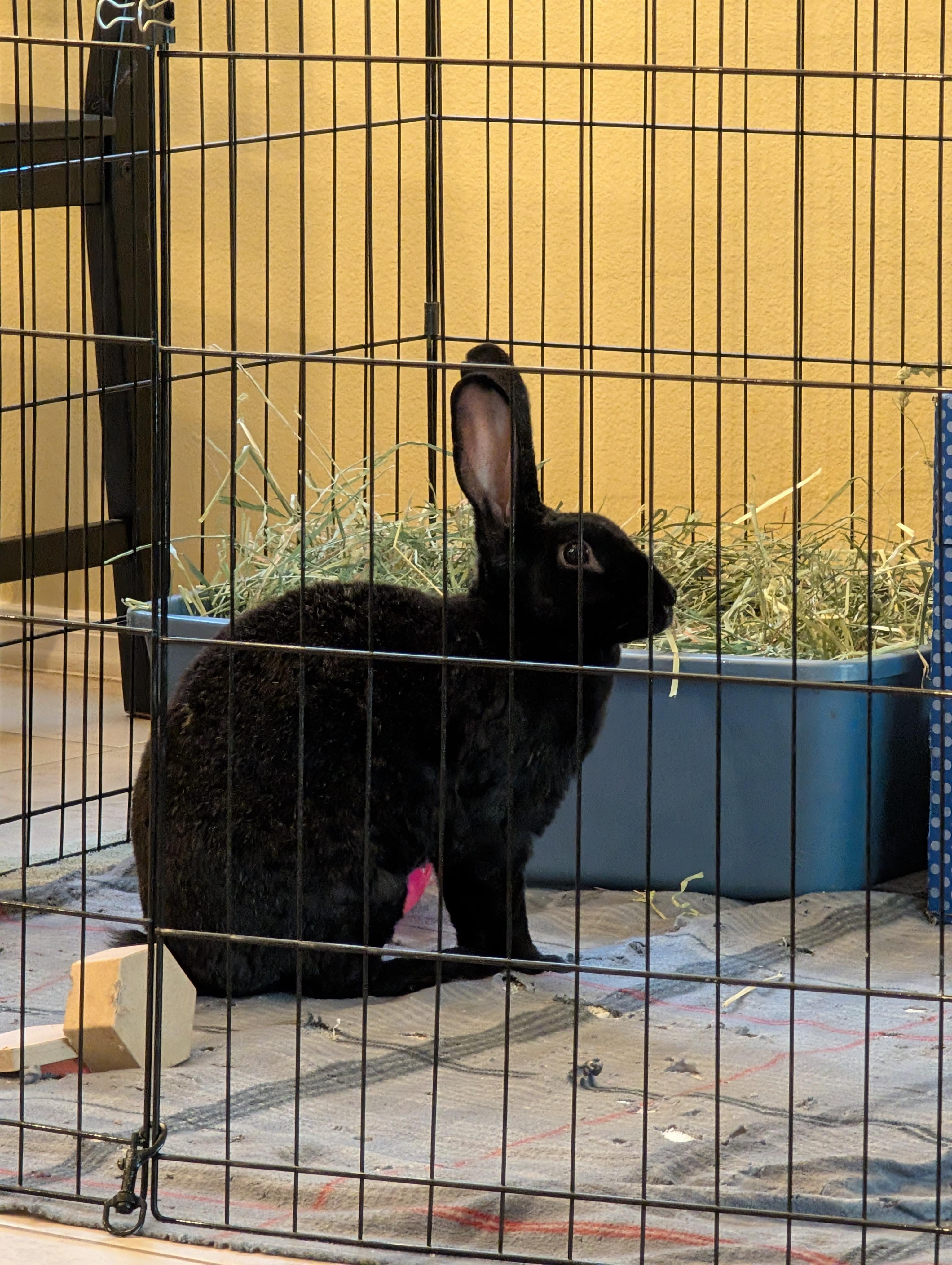 Enlarge Vesper, a Adoptable mixed breed in Albuquerque, NM image 6/6