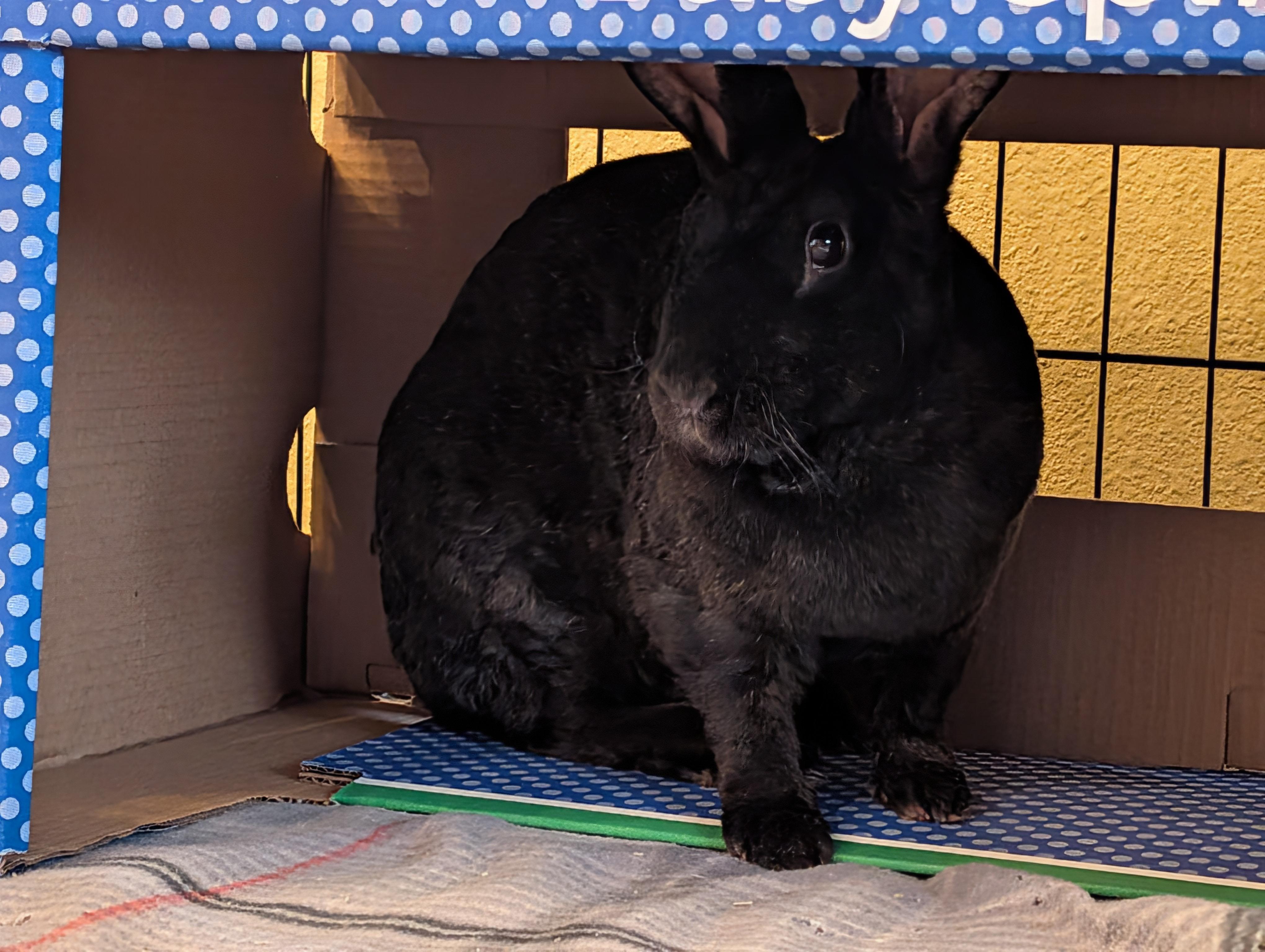 Enlarge Vesper, a Adoptable mixed breed in Albuquerque, NM image 4/6