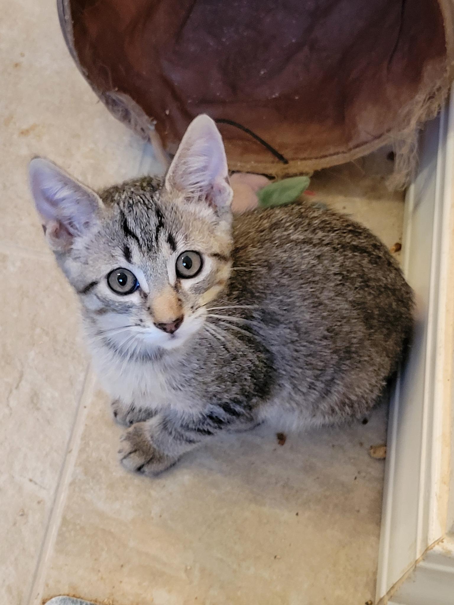 Apollo, Adoptable, Kitten Male Domestic Short Hair.
