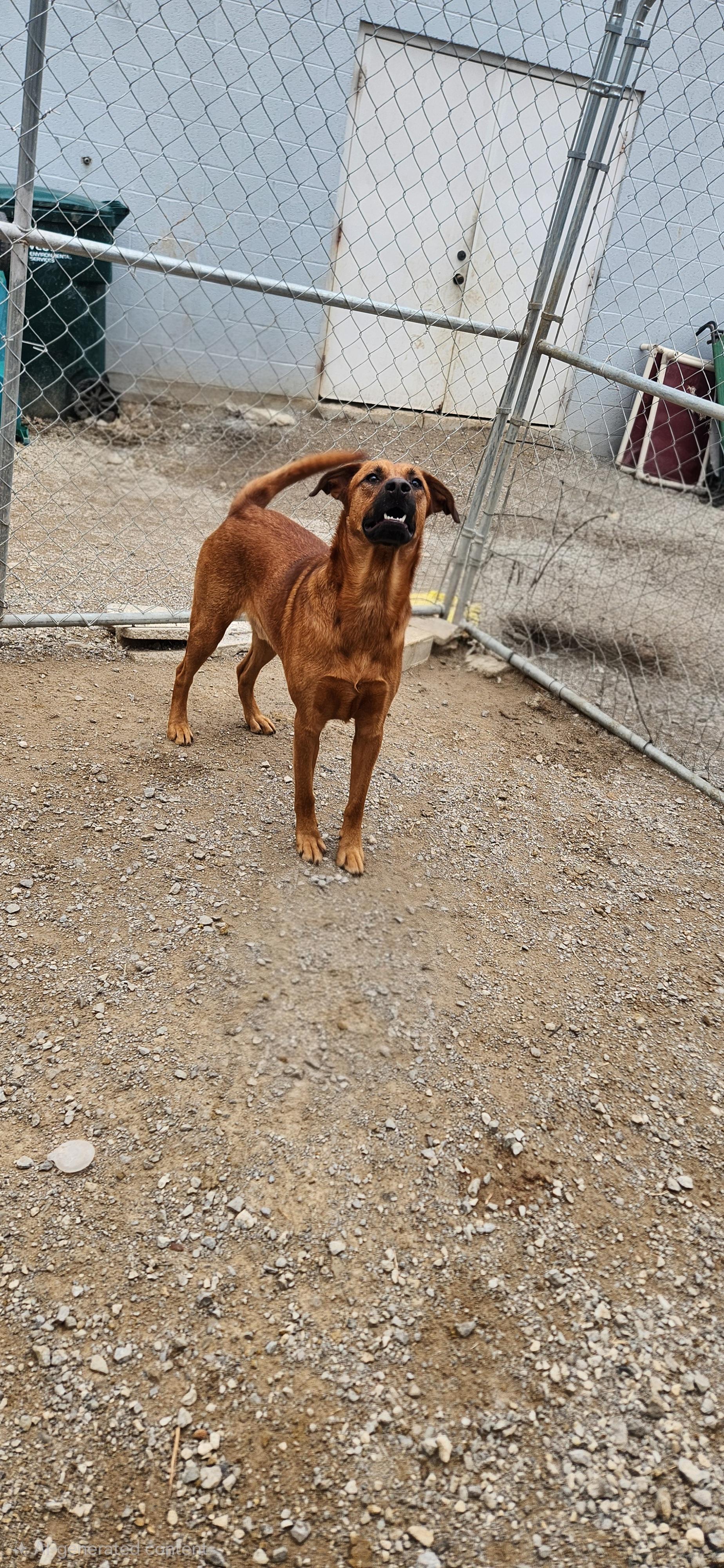 Enlarge Pretty Boy , a ADOPTABLE mixed breed in Berea, KY image 2/2