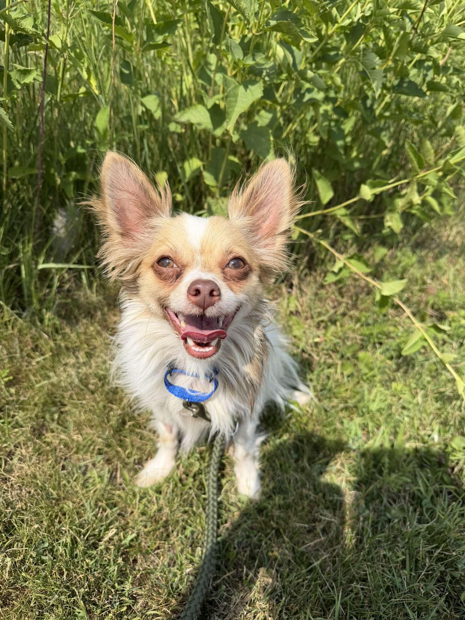 Gizmo, ADOPTABLE, Adult Male Chihuahua.