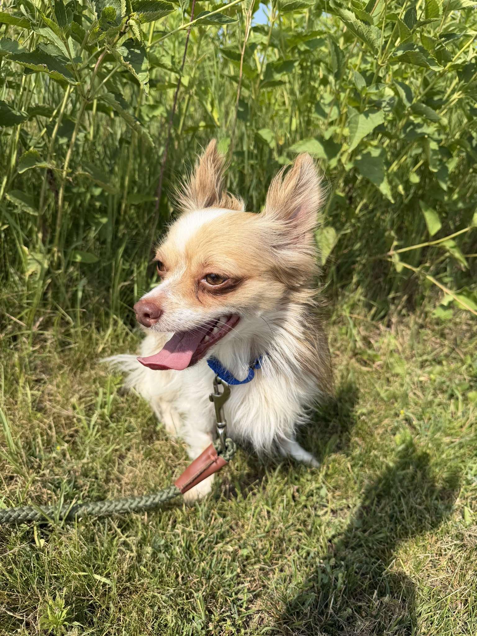 Gizmo, a ADOPTABLE Chihuahua in Amery, WI image 3/3