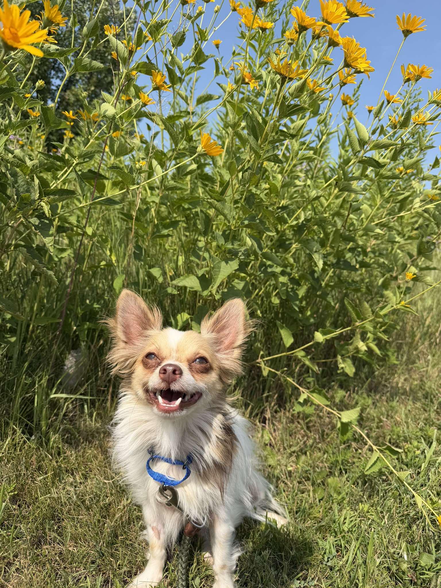Gizmo, a ADOPTABLE Chihuahua in Amery, WI image 2/3