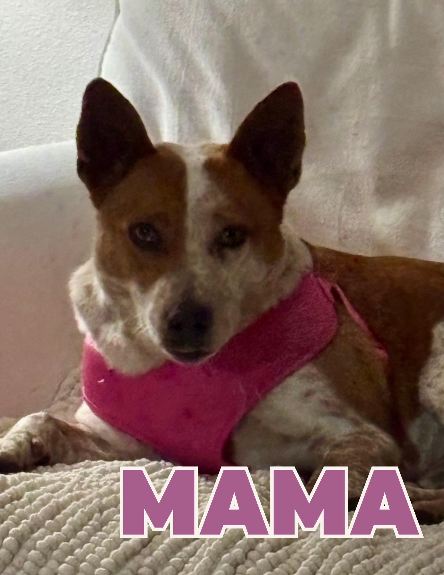 Enlarge Mama, a ADOPTABLE Lancashire Heeler in Shalimar, FL image 1/1