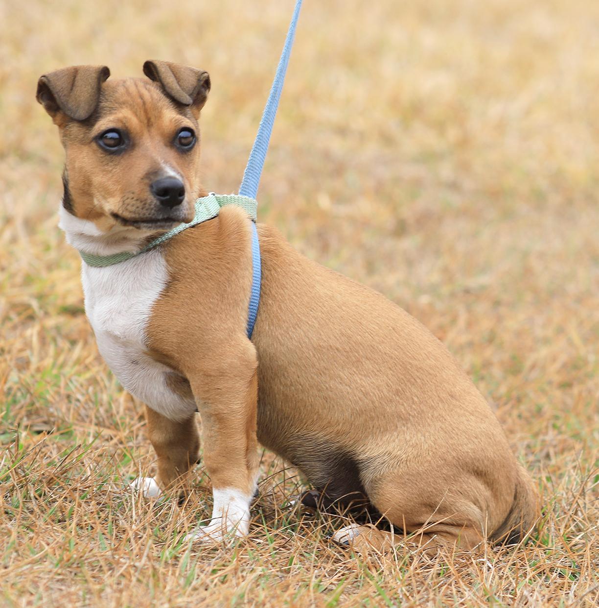 Enlarge Bazooka, an adopted mixed breed in North Fort Myers, FL image 2/3