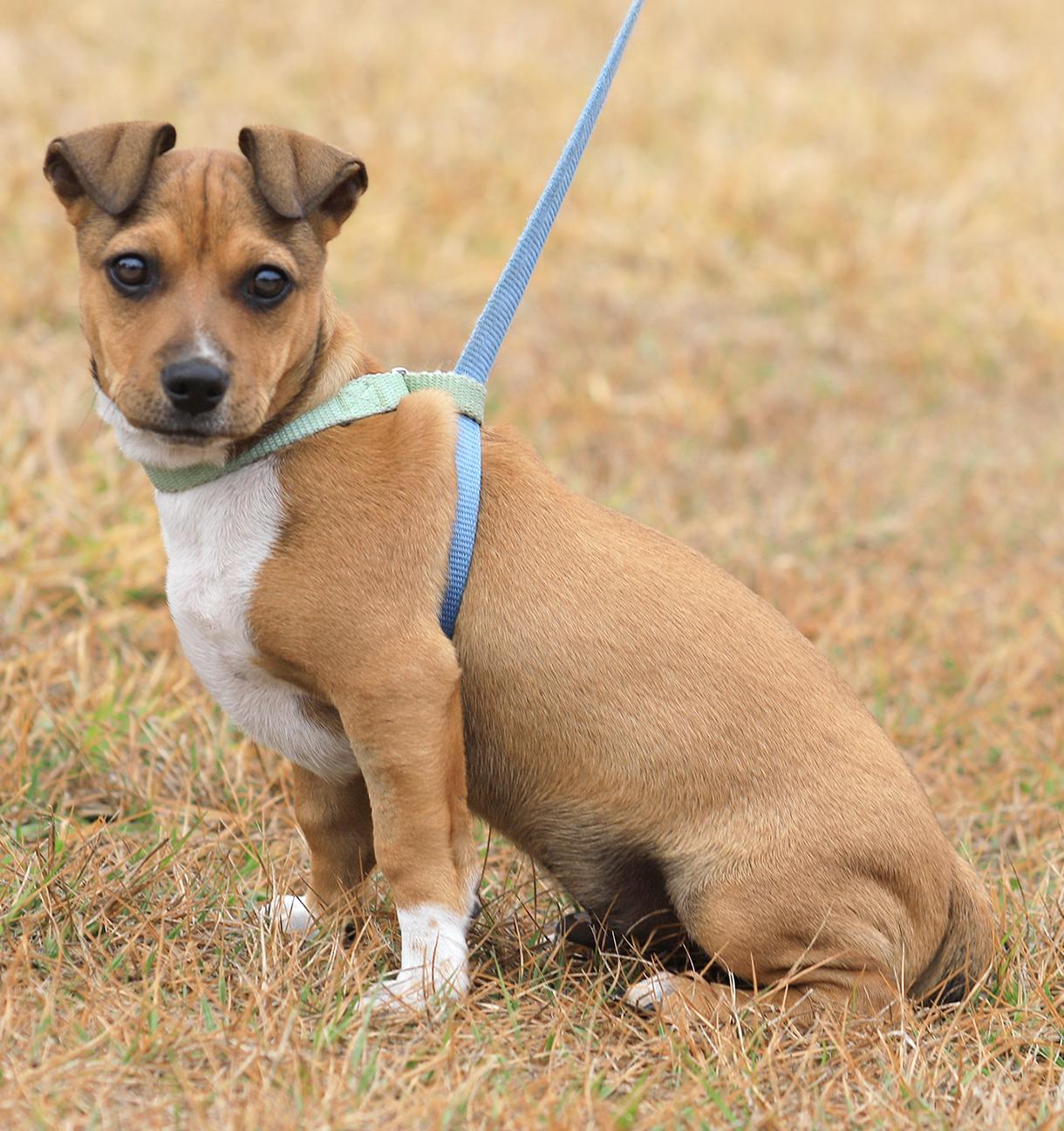 Enlarge Bazooka, an adopted mixed breed in North Fort Myers, FL image 1/3