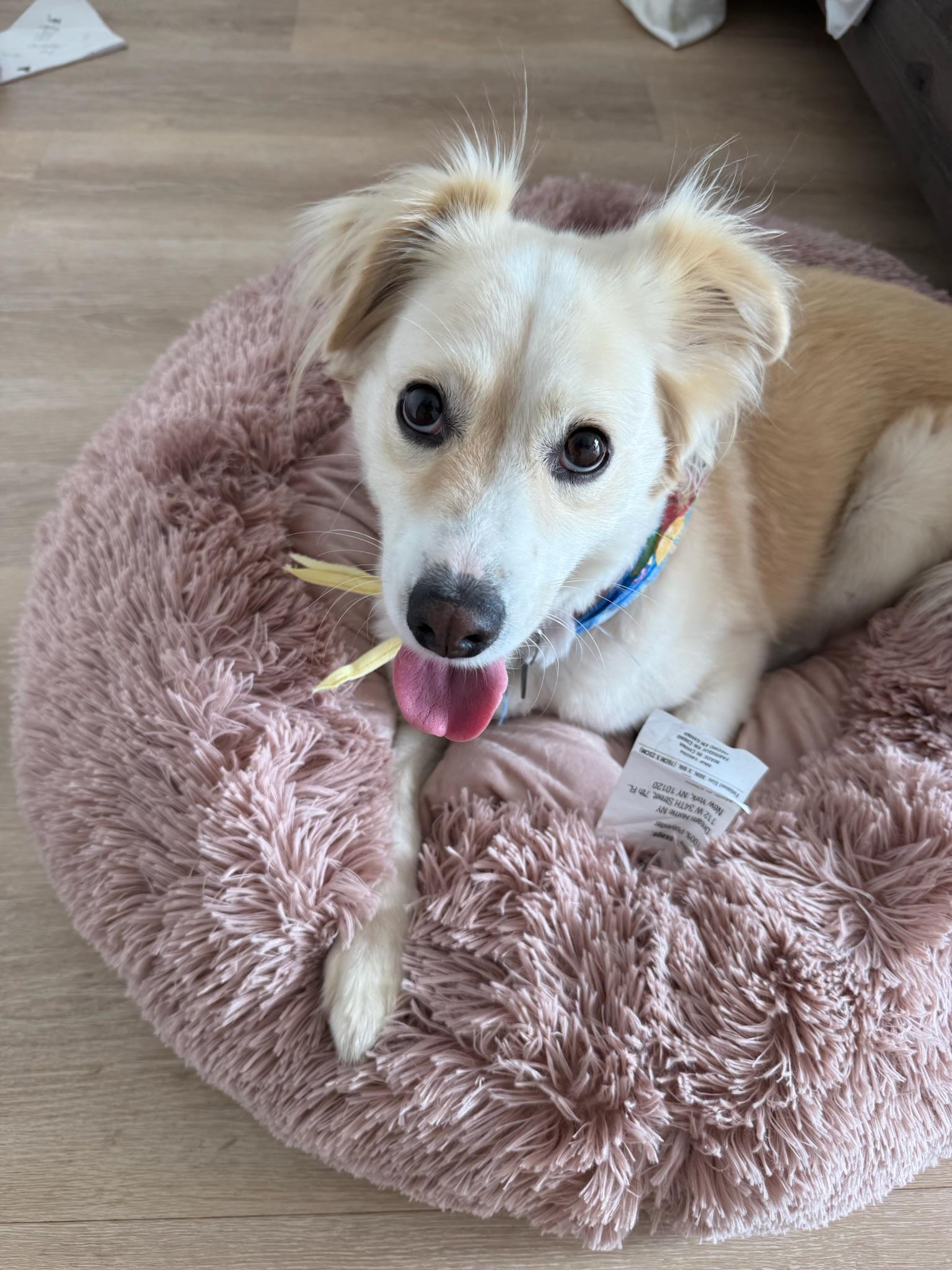 Enlarge Juniper, a Adopted mixed breed in San Diego , CA image 3/6