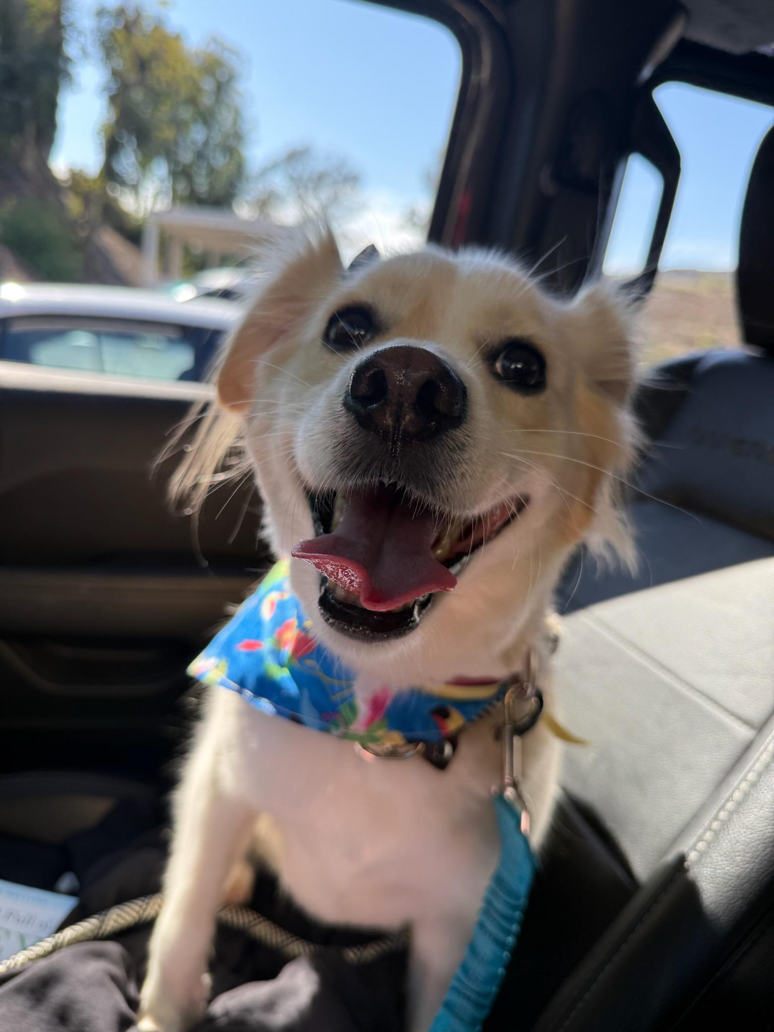 Enlarge Juniper, a Adopted mixed breed in San Diego , CA image 4/6