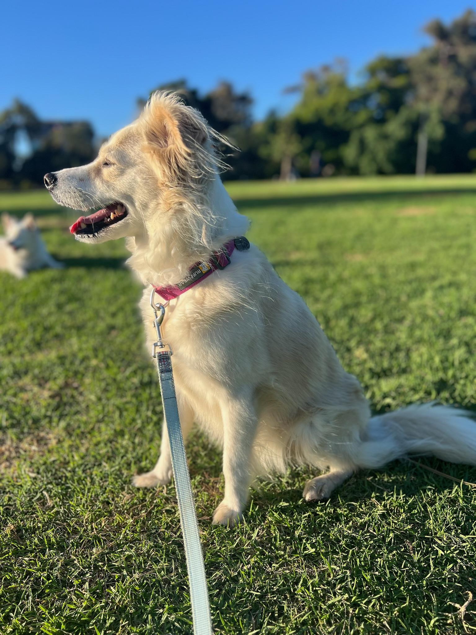 Enlarge Juniper, a Adopted mixed breed in San Diego , CA image 5/6