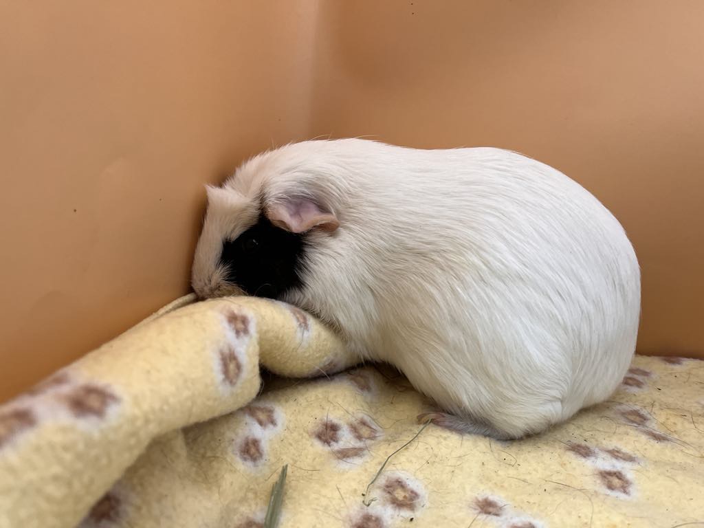 Enlarge Akami, a Adoptable Guinea Pig in Eagle River, AK image 1/1