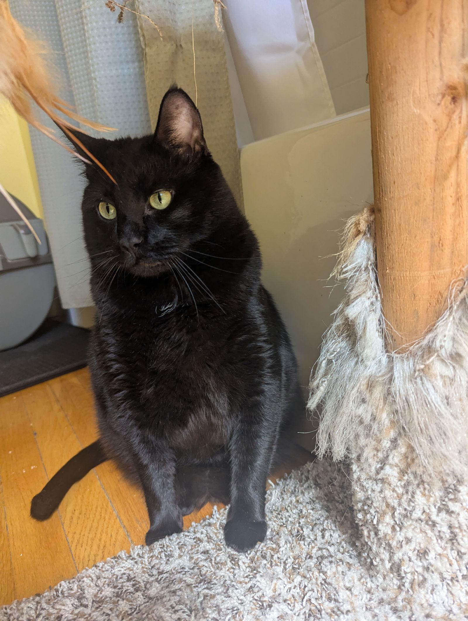 Khaos, Adopted, Adult Male Domestic Short Hair.