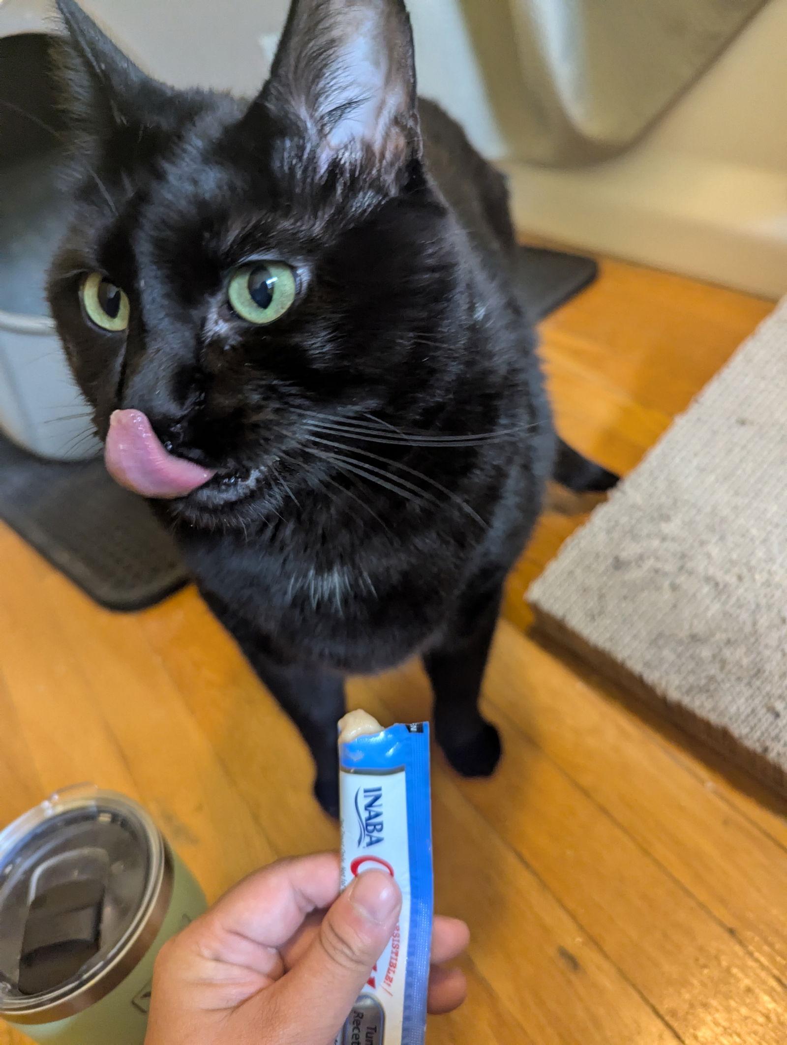 Enlarge Khaos, a Adopted Domestic Short Hair in Somerville, MA image 2/3