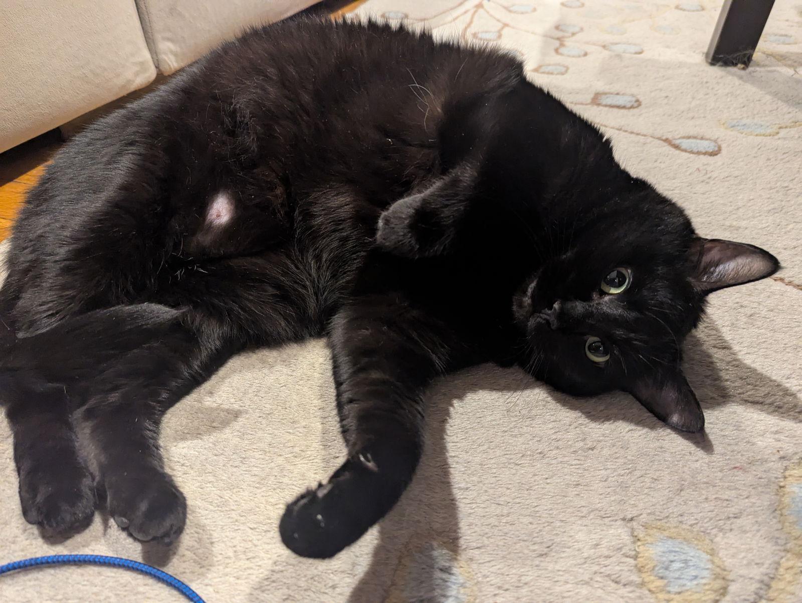 Enlarge Khaos, a Adopted Domestic Short Hair in Somerville, MA image 3/3