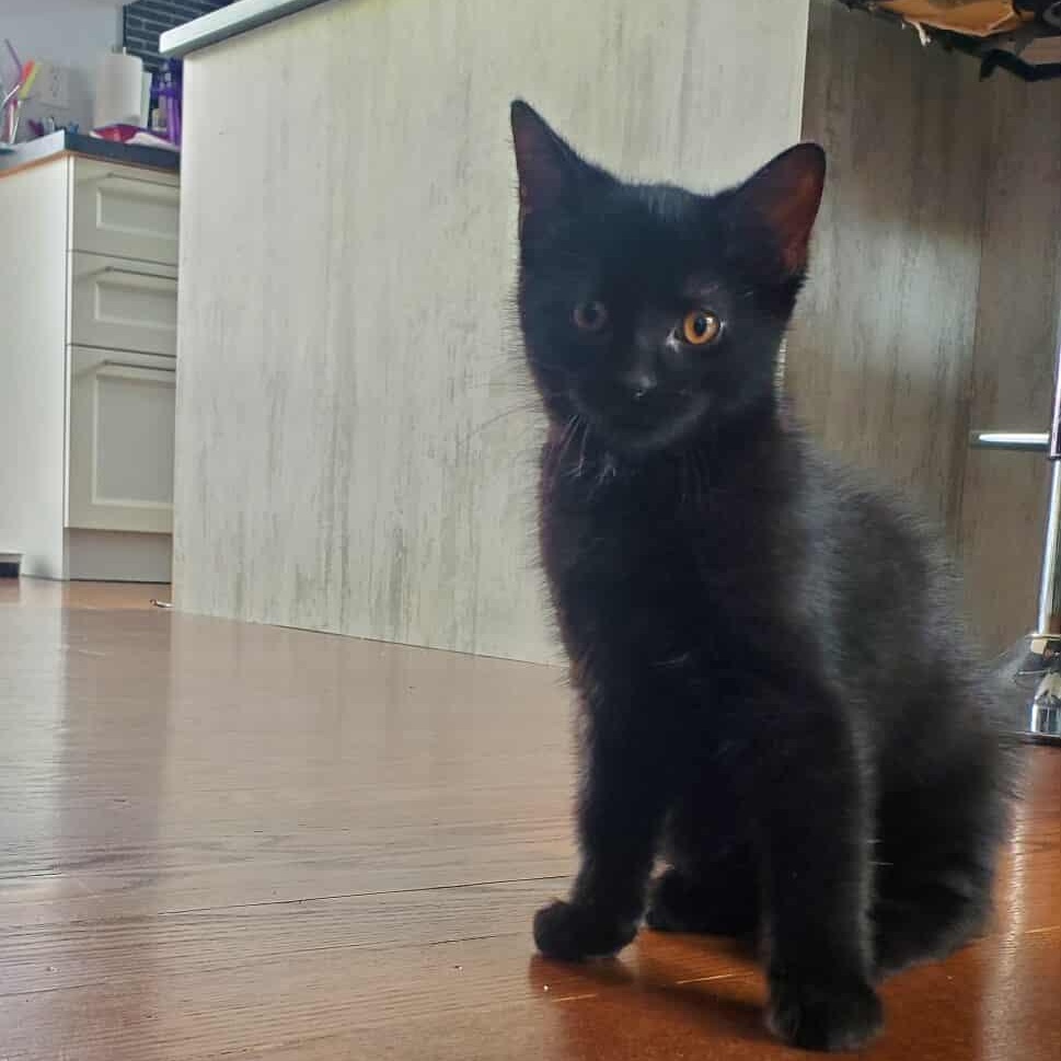 Enlarge Boo, a Adoptable Domestic Short Hair in Terrebonne, QC image 5/6