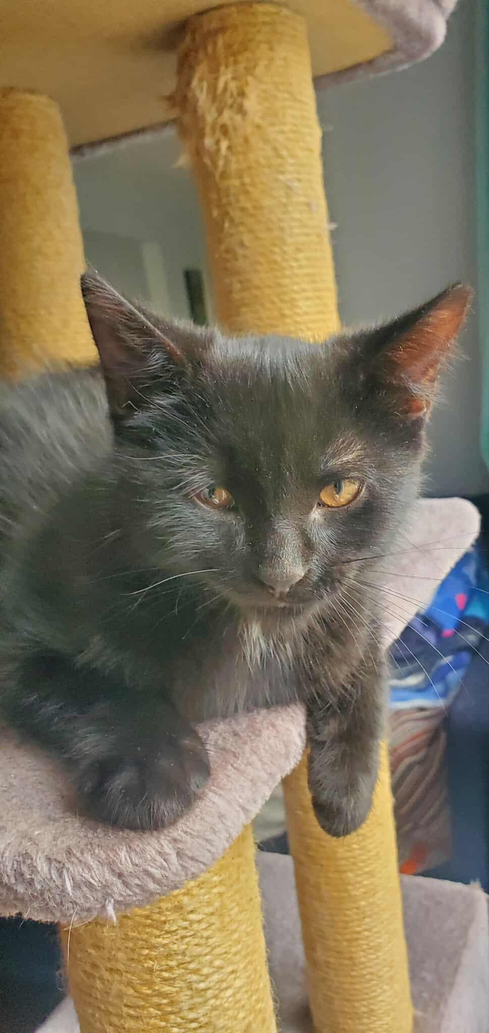 Enlarge Boo, a Adoptable Domestic Short Hair in Terrebonne, QC image 6/6