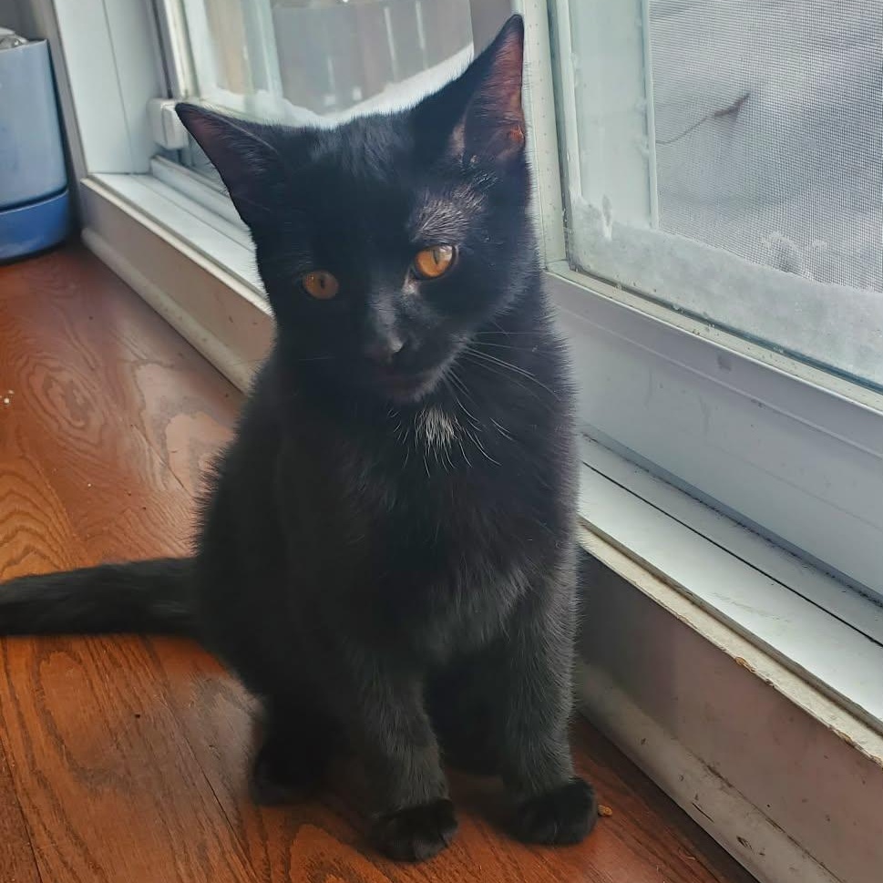 Enlarge Boo, a Adoptable Domestic Short Hair in Terrebonne, QC image 1/6