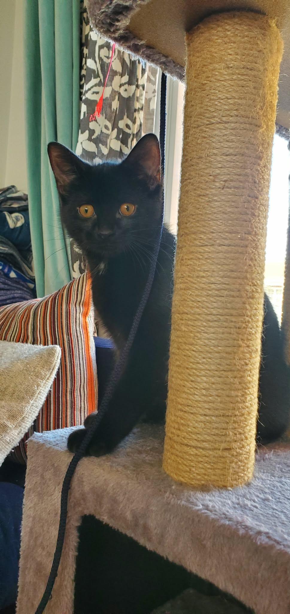 Enlarge Boo, a Adoptable Domestic Short Hair in Terrebonne, QC image 4/6