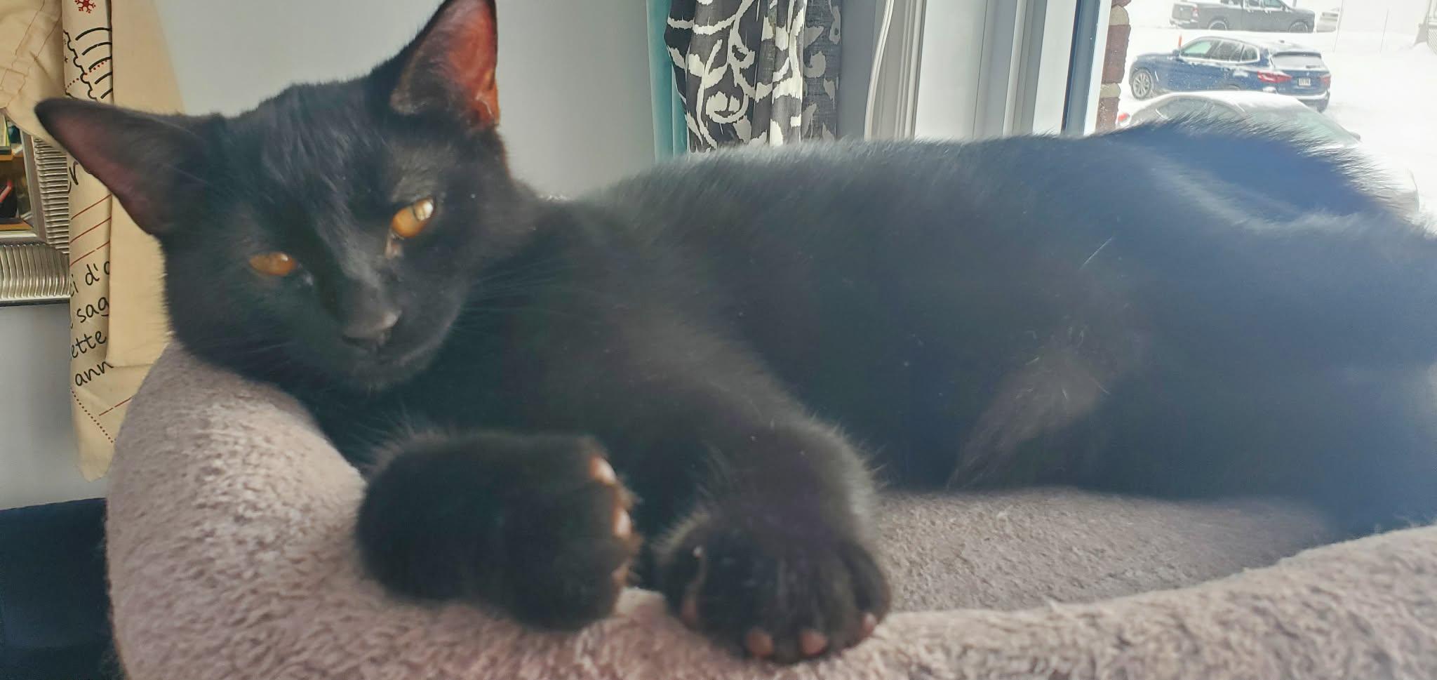 Enlarge Boo, a Adoptable Domestic Short Hair in Terrebonne, QC image 3/6