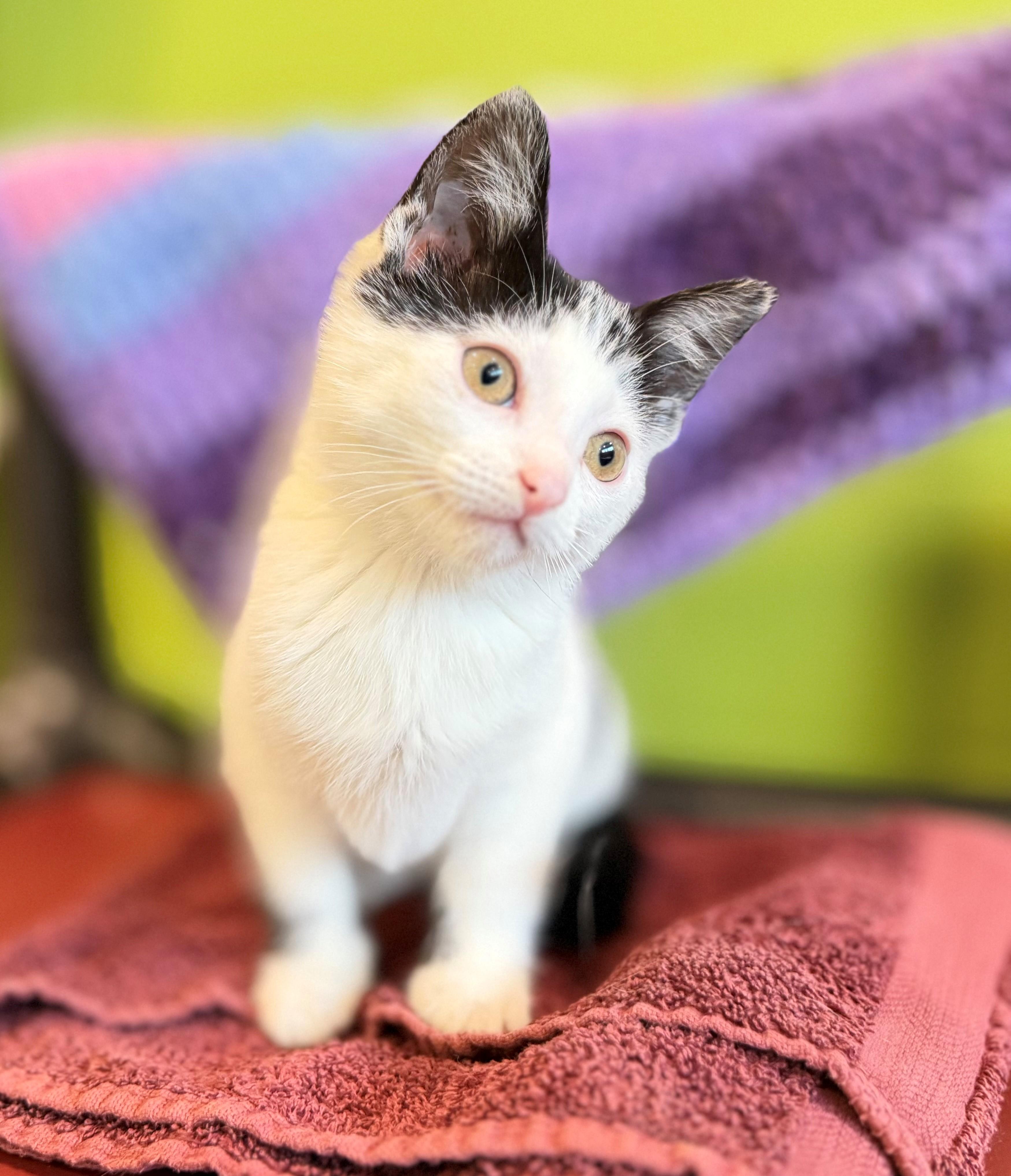 Enlarge Miss Moo, an adopted Domestic Short Hair in Hamilton, ON image 3/3