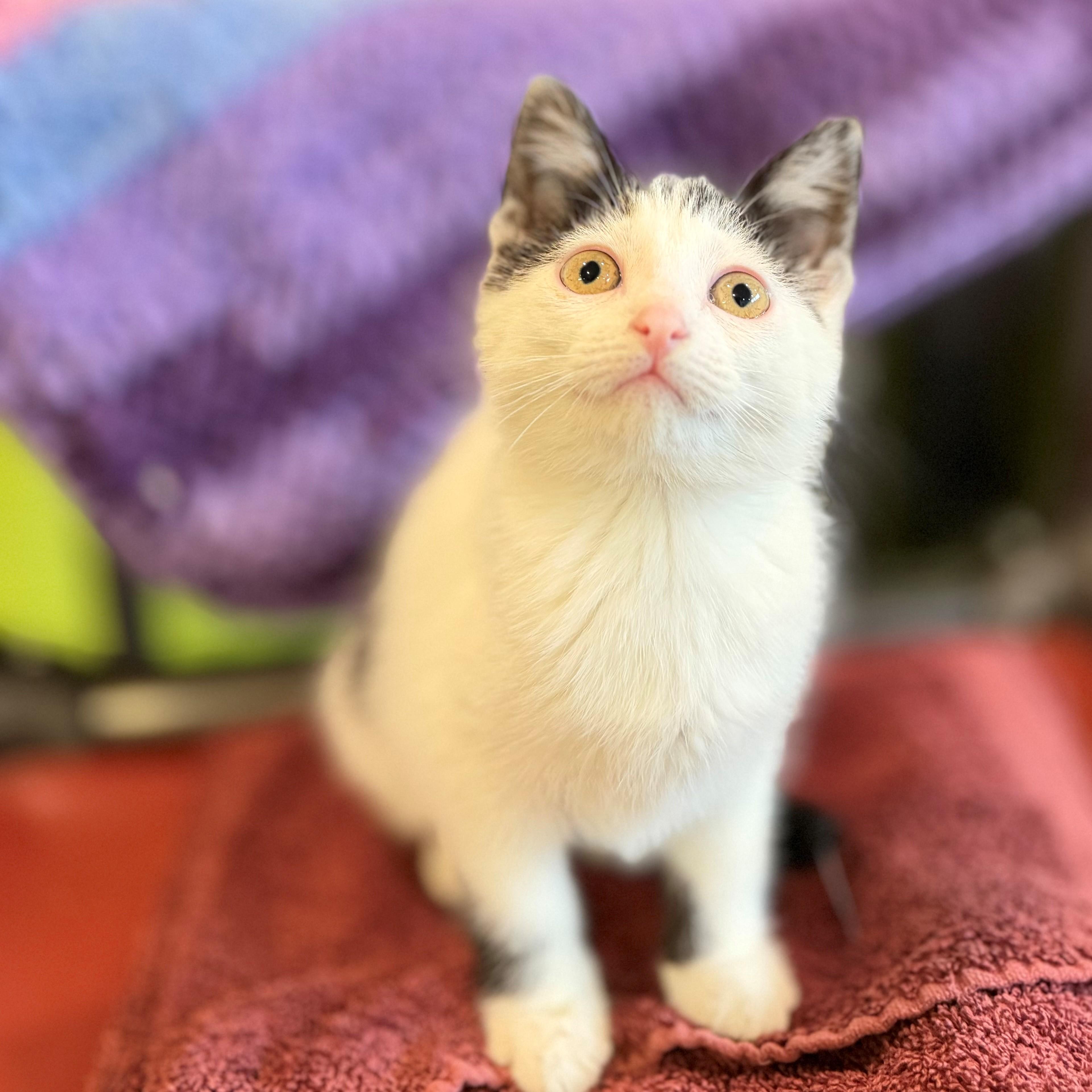 Enlarge Miss Moo, an adopted Domestic Short Hair in Hamilton, ON image 1/3