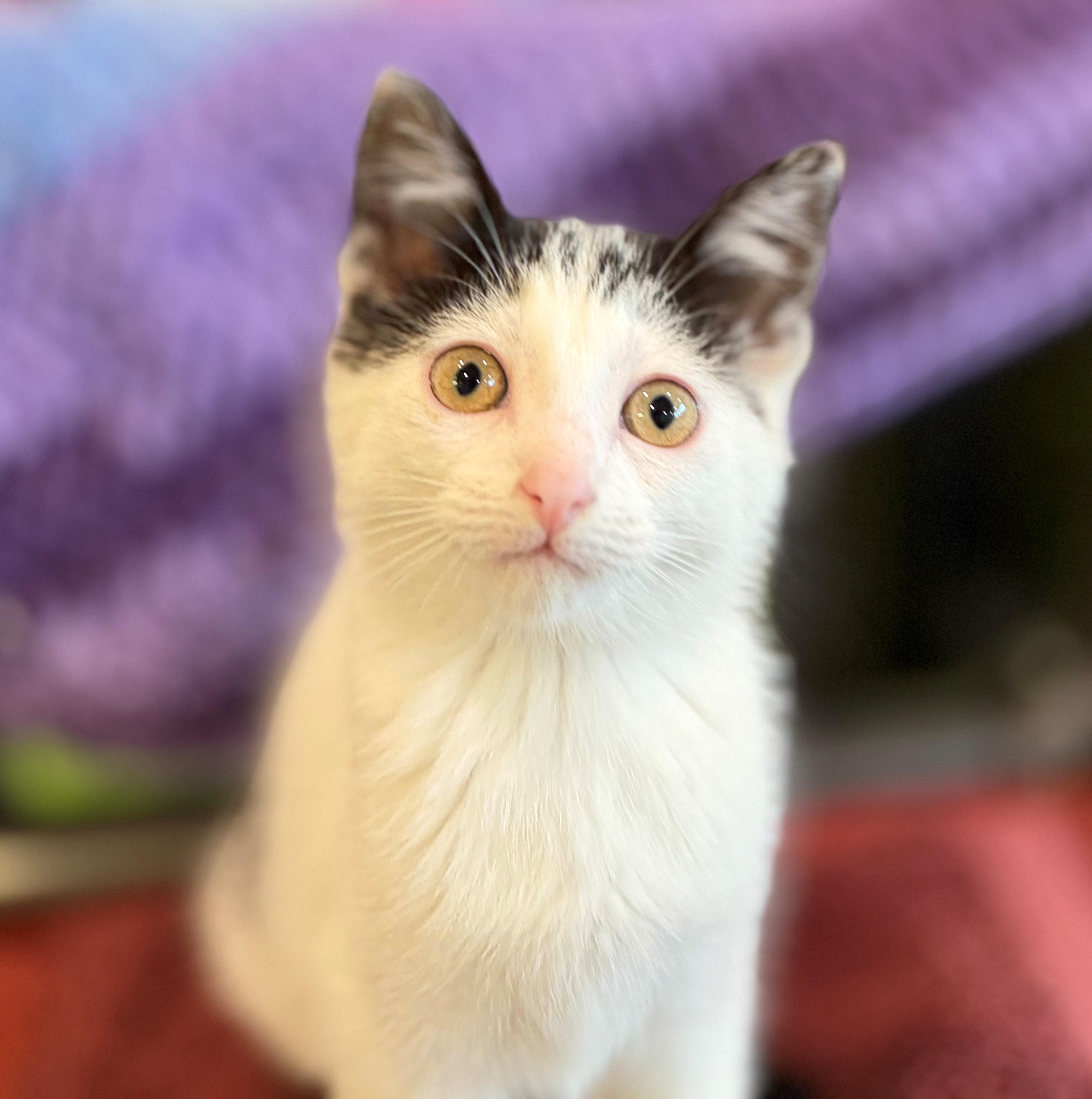 Enlarge Miss Moo, an adopted Domestic Short Hair in Hamilton, ON image 2/3