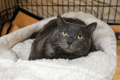 Miss Kitty — thumbnail 2