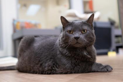 Miss Kitty — thumbnail 3