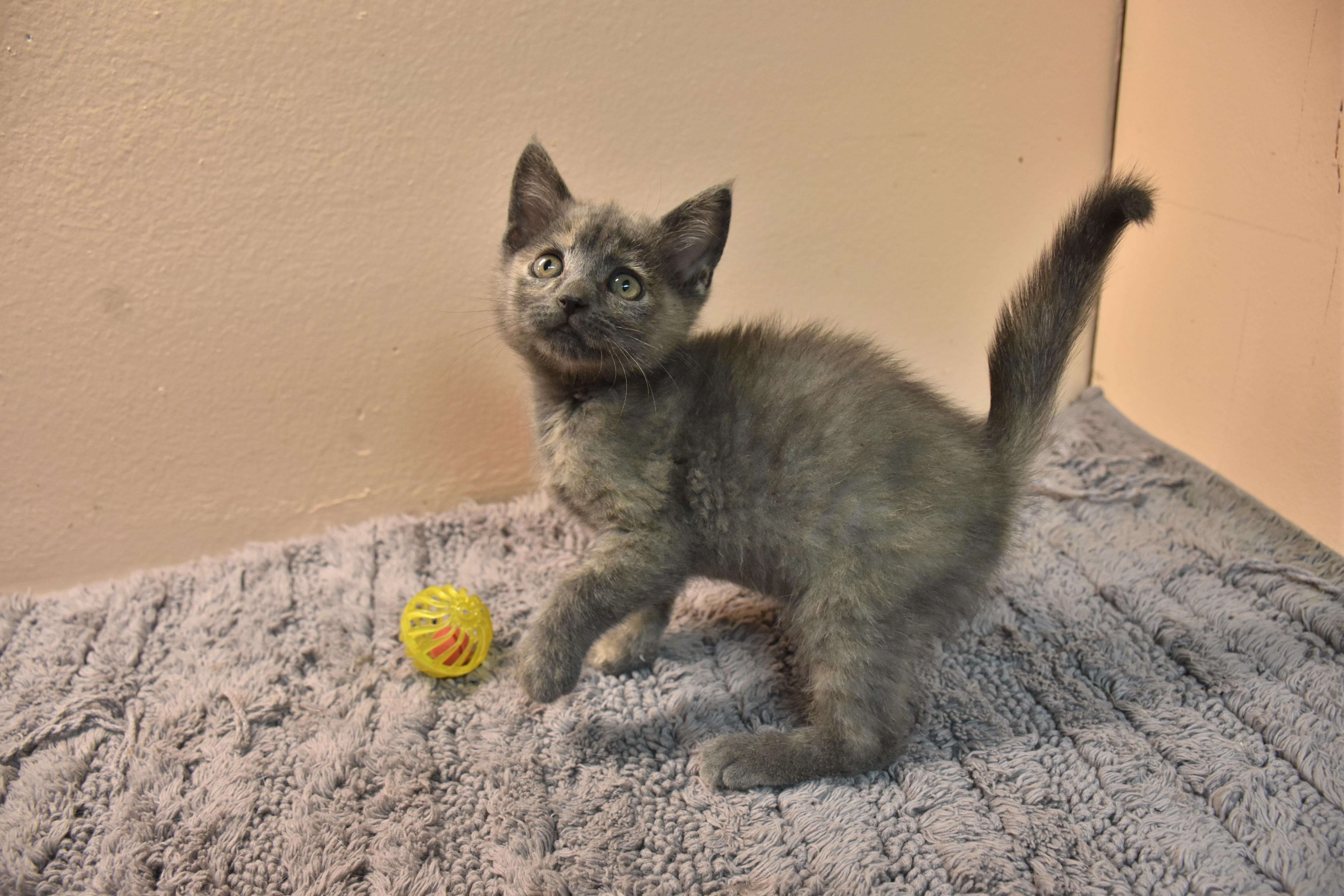 Milly, Adoptable, Kitten Female Domestic Short Hair.