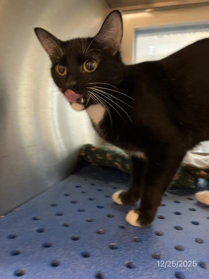 Chessie, Adoptable, Adult Female Domestic Short Hair & Domestic Short Hair.