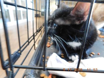 Chessie, Adoptable, Adult Female Domestic Short Hair & Domestic Short Hair.