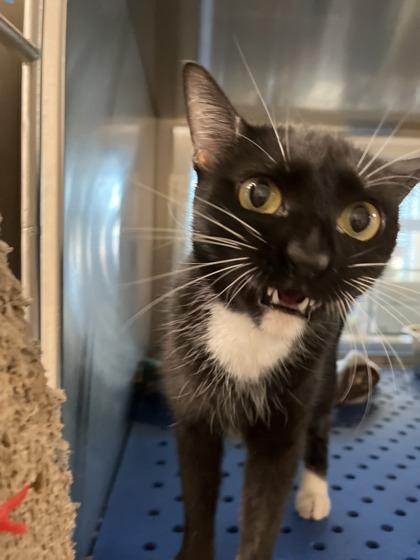 Chessie, a Adoptable mixed breed in North Richland Hills, TX image 3/3