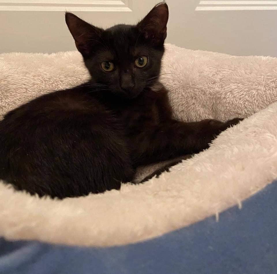 Enlarge Zara, a Adopted Domestic Short Hair in Pompano Beach, FL image 1/1