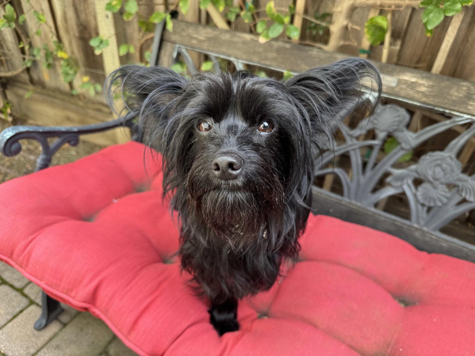 Lucille, a Adopted mixed breed in Santa Clara, CA image 1/3