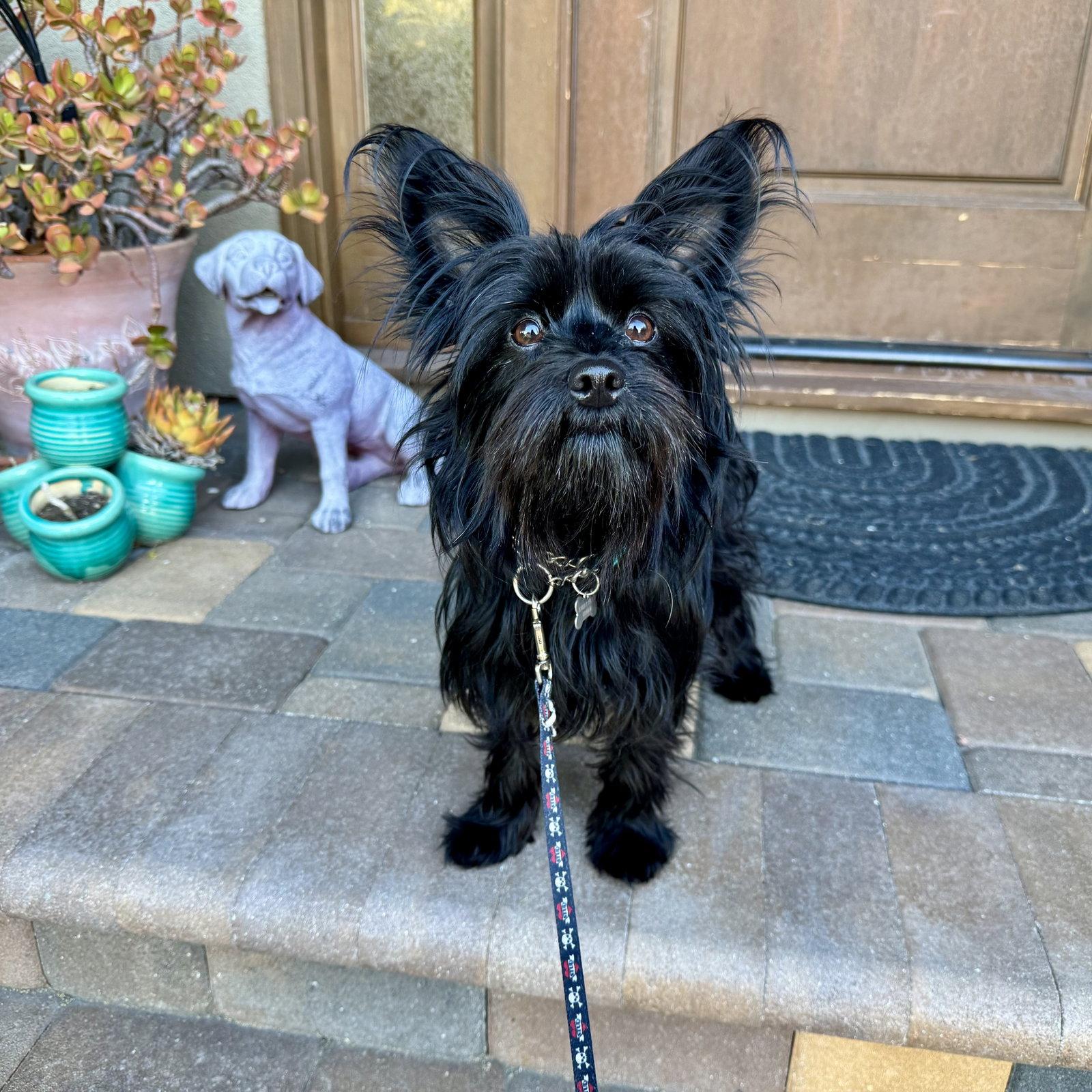 Lucille, a Adopted mixed breed in Santa Clara, CA image 2/3