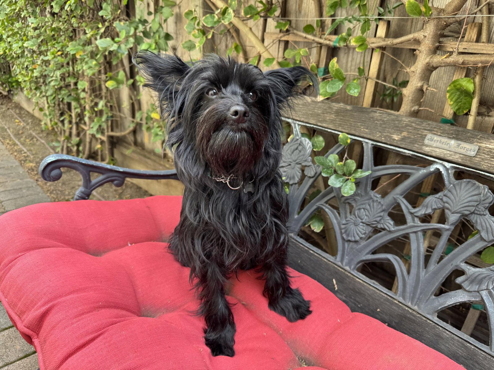 Lucille, a Adopted mixed breed in Santa Clara, CA image 3/3