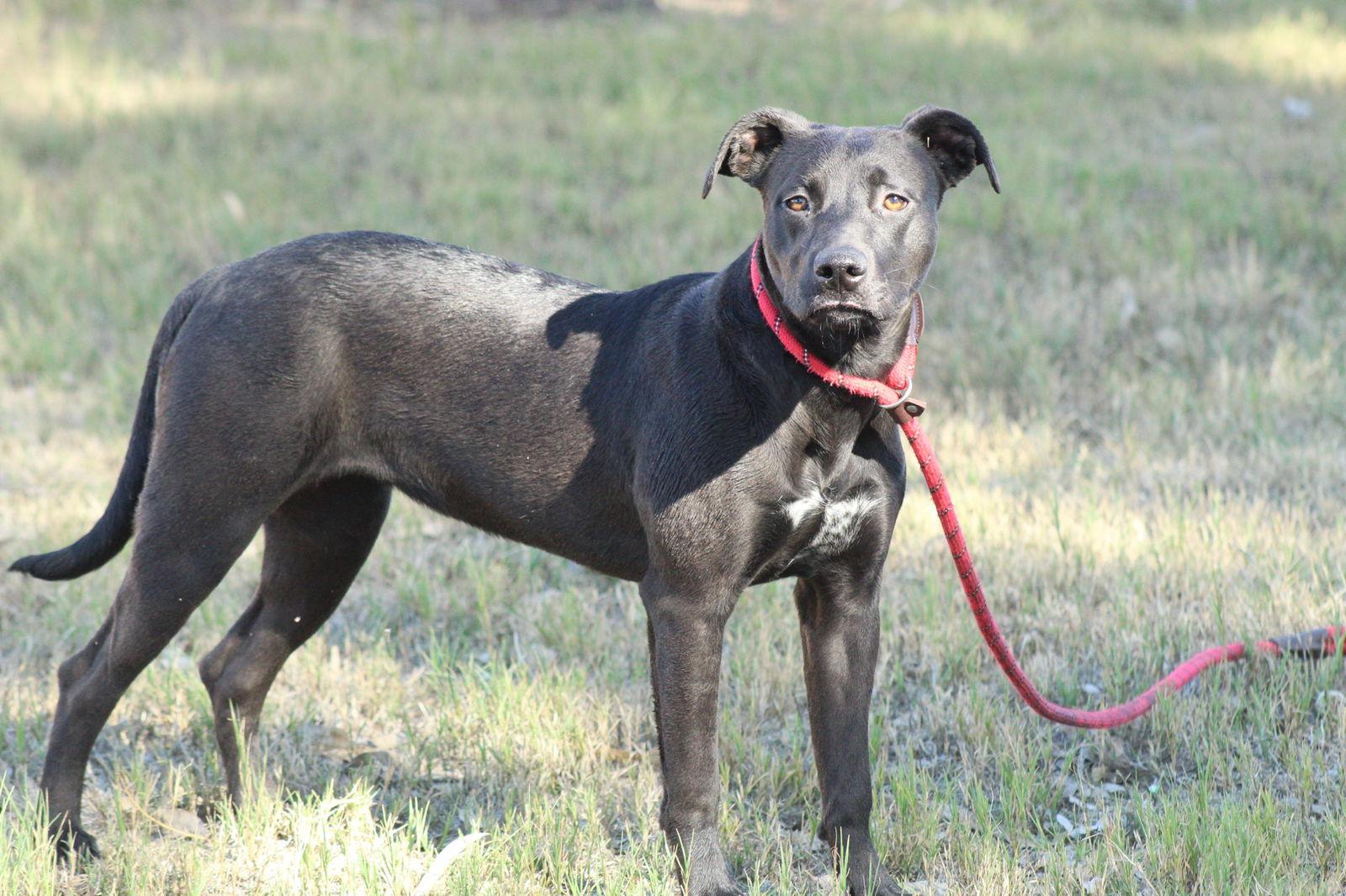 Tamara, Adoptable, Young Female Pit Bull Terrier.