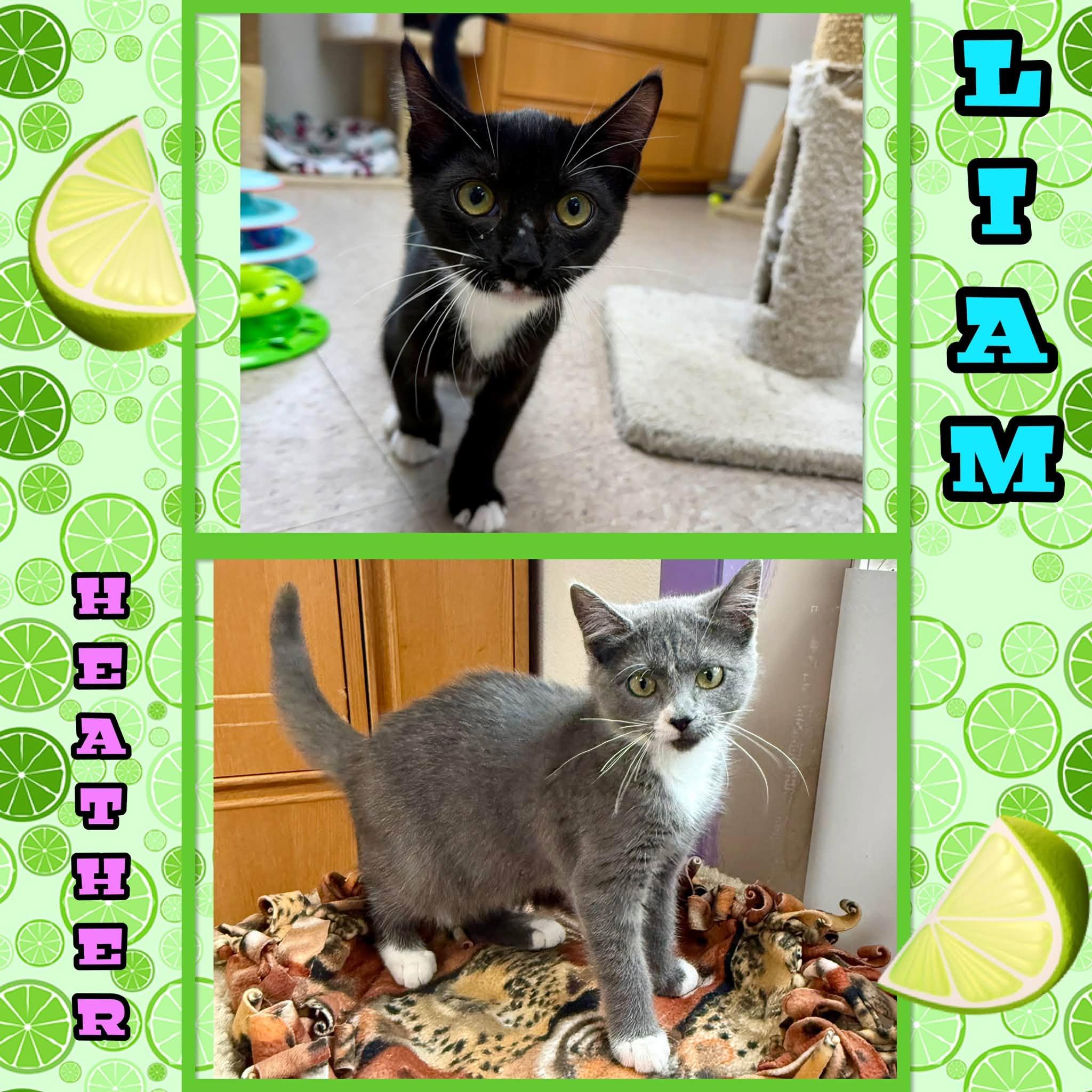 Kittens, a ADOPTABLE Domestic Short Hair in Springfield, VT image 1/2