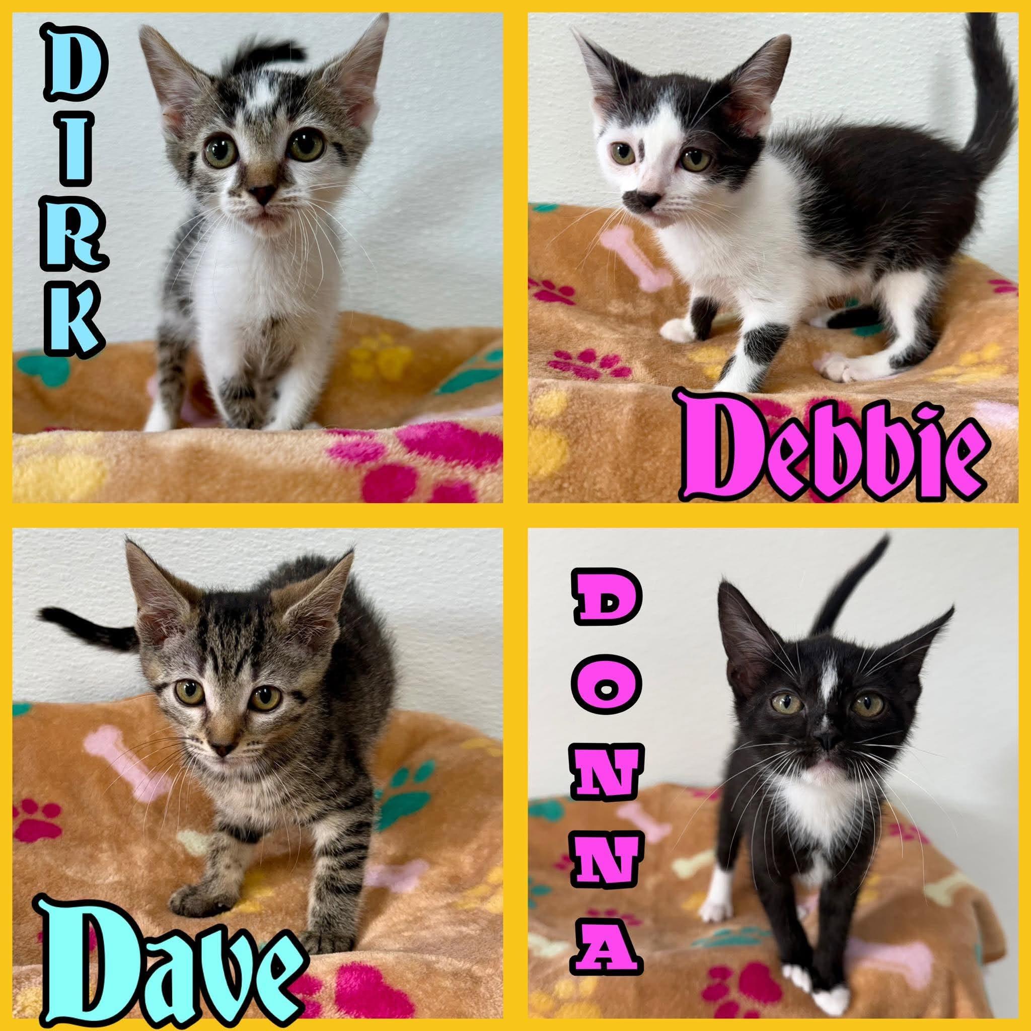 Kittens, a ADOPTABLE Domestic Short Hair in Springfield, VT image 2/2