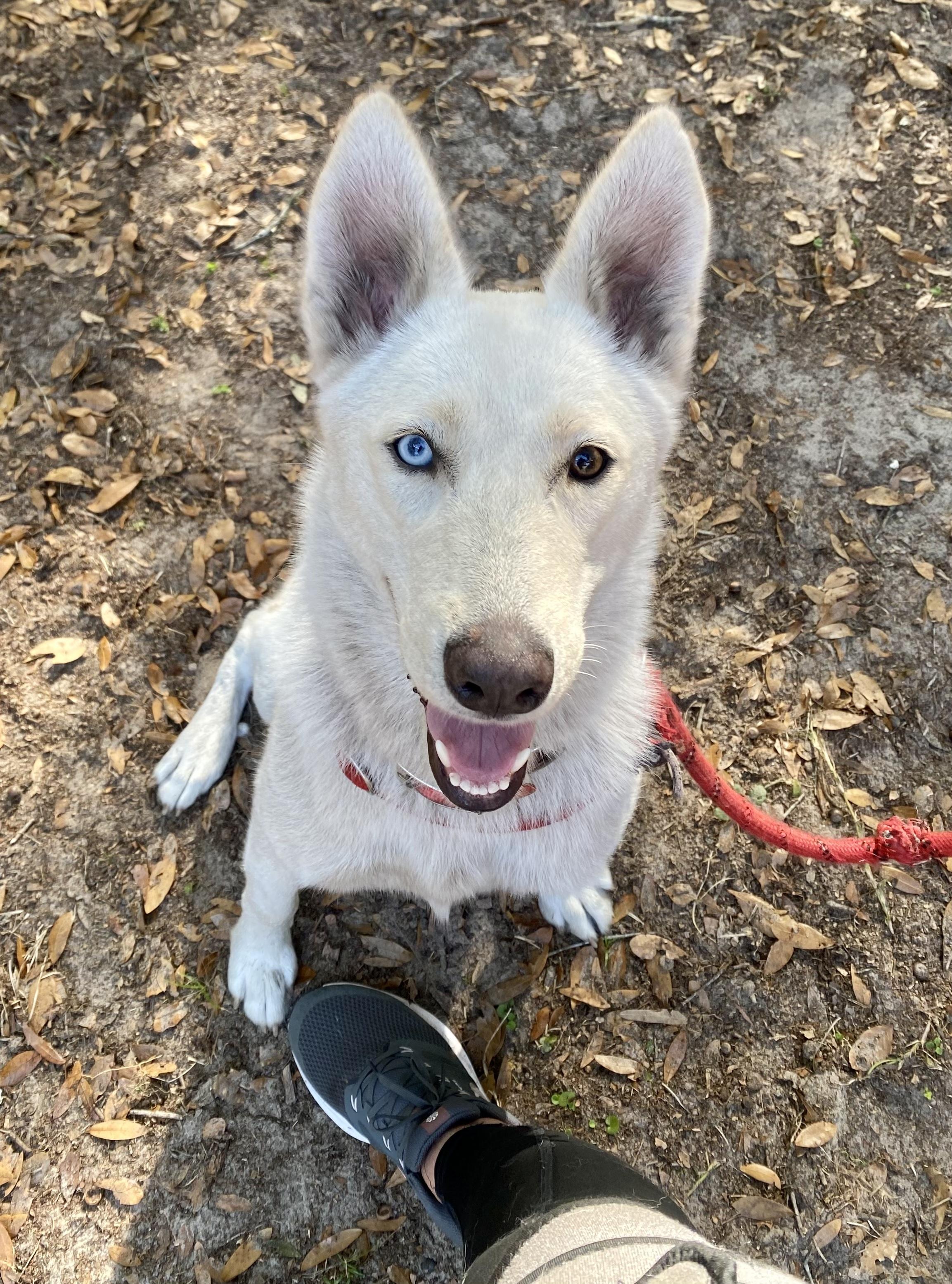 Winter, a Adoptable Husky in New Smyrna Beach, FL image 1/3