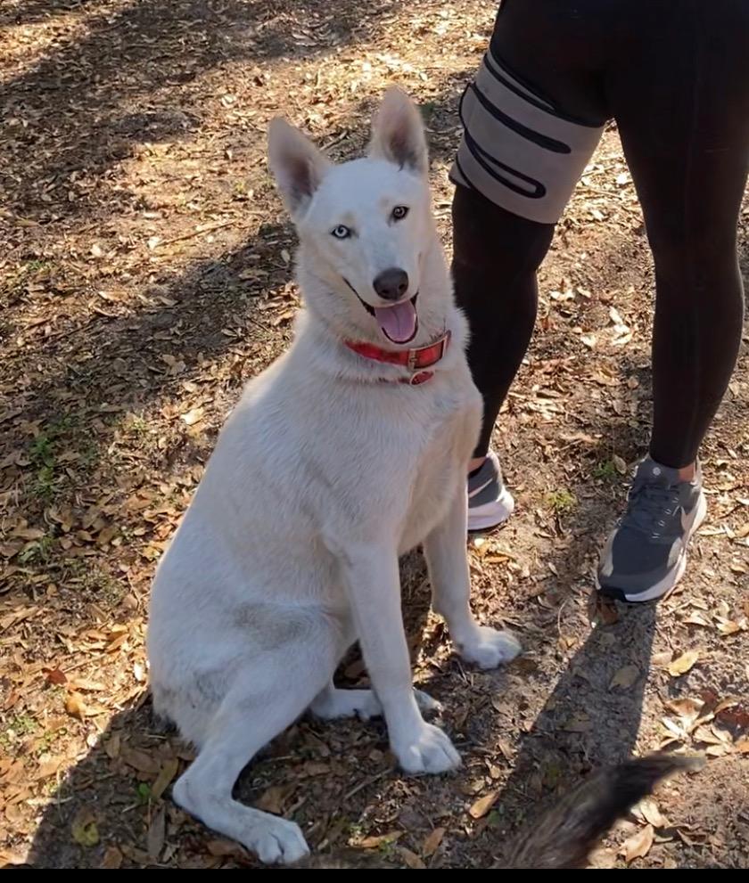 Winter, a Adoptable Husky in New Smyrna Beach, FL image 3/3