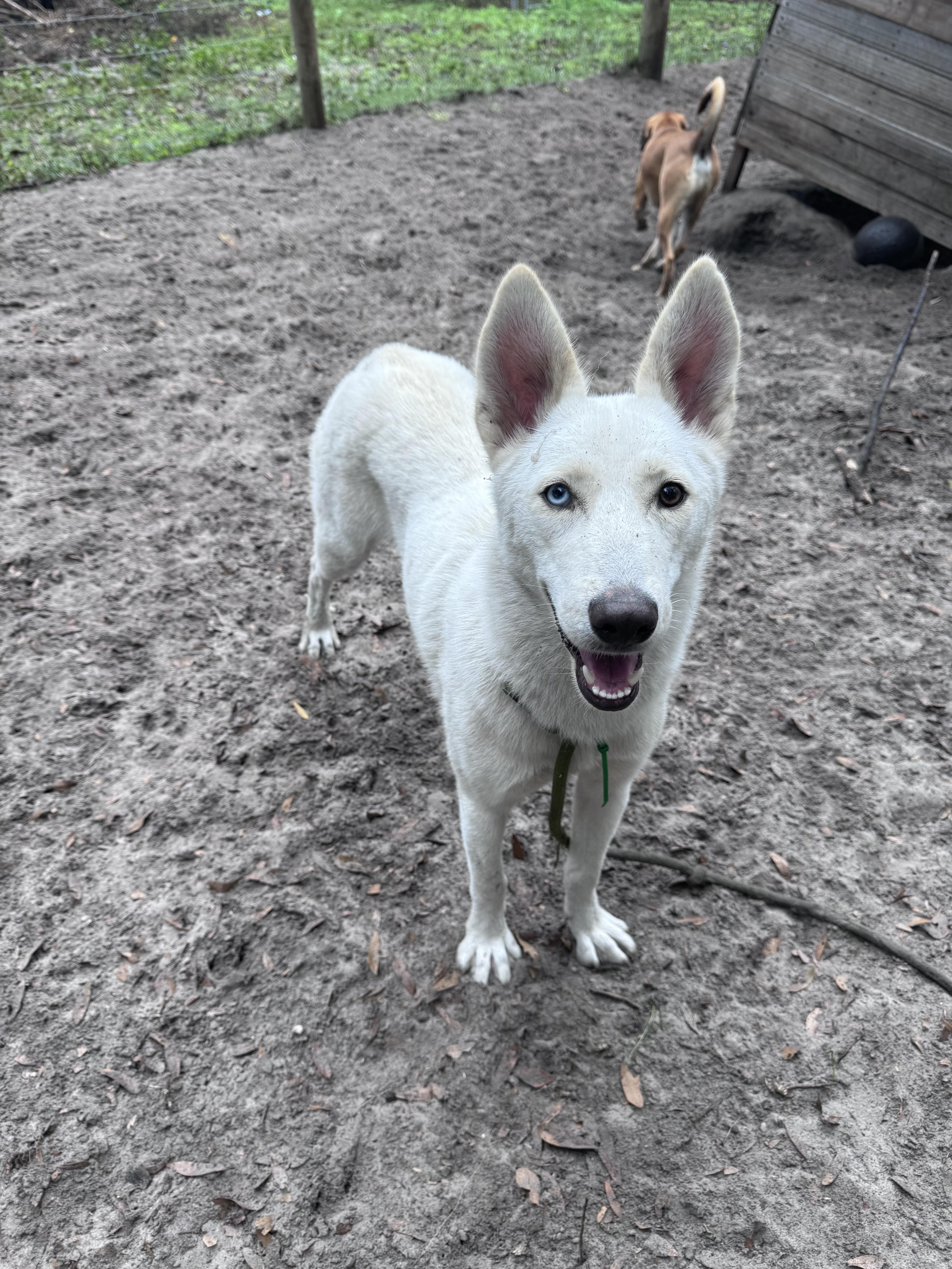 Winter, a Adoptable Husky in New Smyrna Beach, FL image 2/3