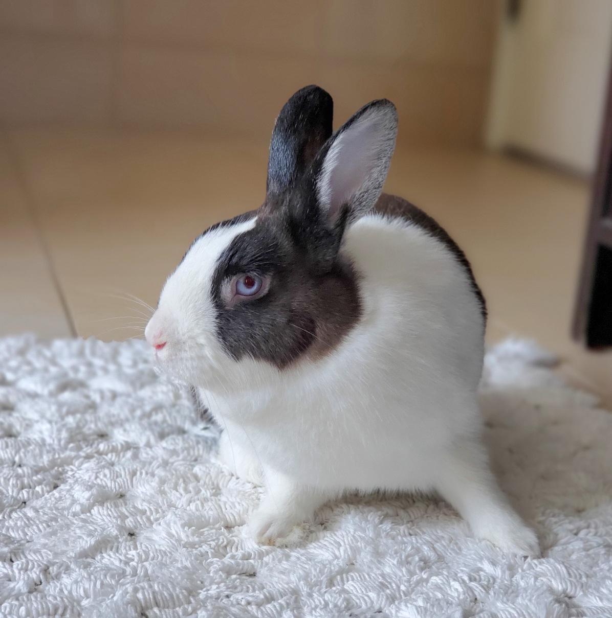 Bebe